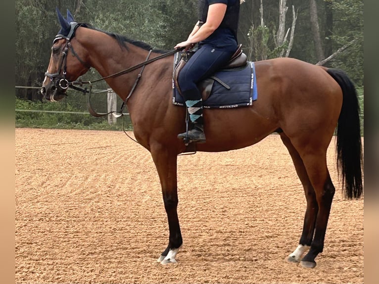 Purosangue inglese Castrone 8 Anni 172 cm Baio in Beckingen