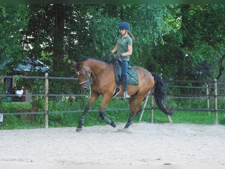 Purosangue inglese Castrone 8 Anni 175 cm Baio in Nieuw-Roden