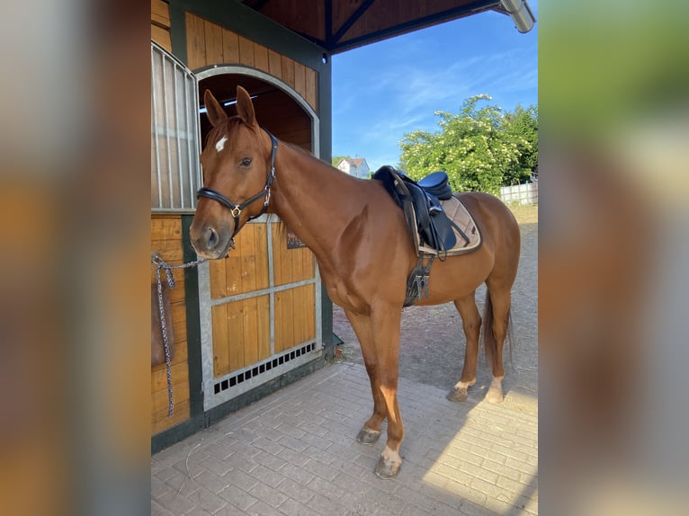 Purosangue inglese Castrone 9 Anni 162 cm Sauro in Saarbrücken