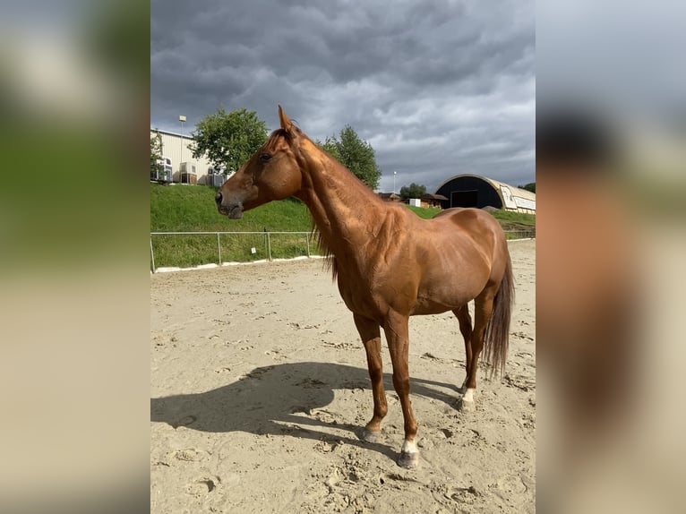 Purosangue inglese Castrone 9 Anni 162 cm Sauro in Saarbrücken