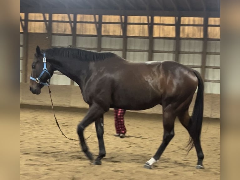 Purosangue inglese Castrone 9 Anni 163 cm Baio in Highland