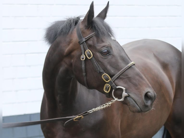 Purosangue inglese Castrone 9 Anni 163 cm Baio scuro in Weilerswist