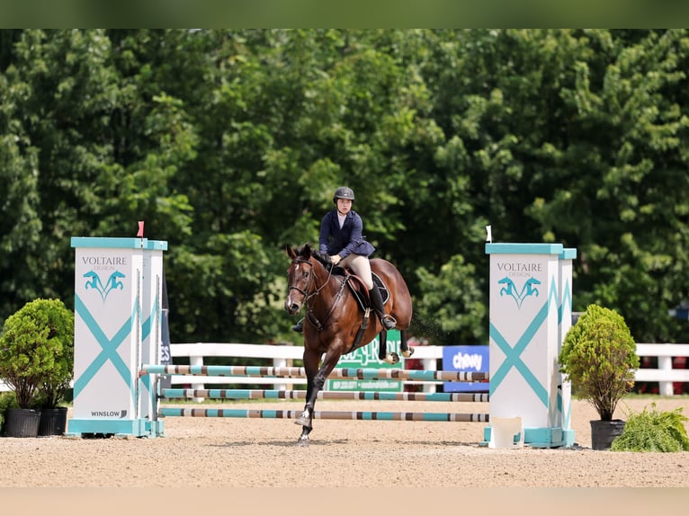 Purosangue inglese Castrone 9 Anni 164 cm Baio in Lexington
