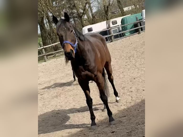 Purosangue inglese Castrone 9 Anni 164 cm Baio in W&#xFC;rselen