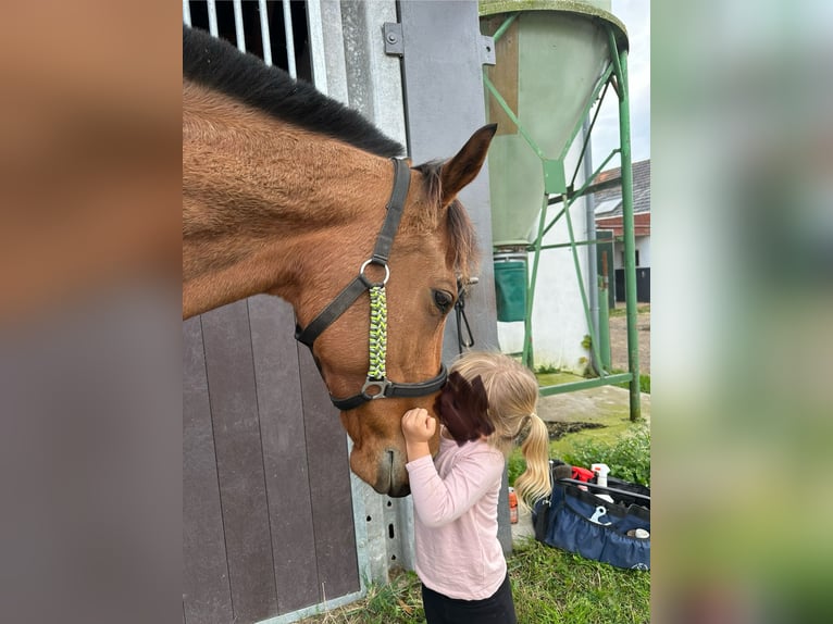 Purosangue inglese Castrone 9 Anni 164 cm Baio chiaro in Wassenberg