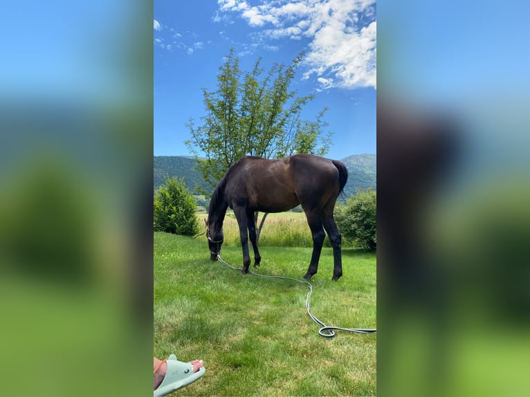 Purosangue inglese Castrone 9 Anni 165 cm Baio ciliegia in Villard de lans