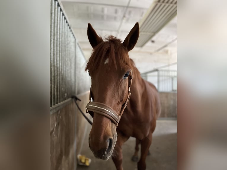 Purosangue inglese Castrone 9 Anni 165 cm Sauro in Webau