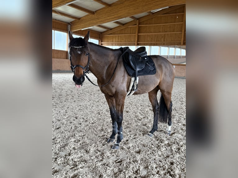 Purosangue inglese Castrone 9 Anni 166 cm Baio in Bayreuth