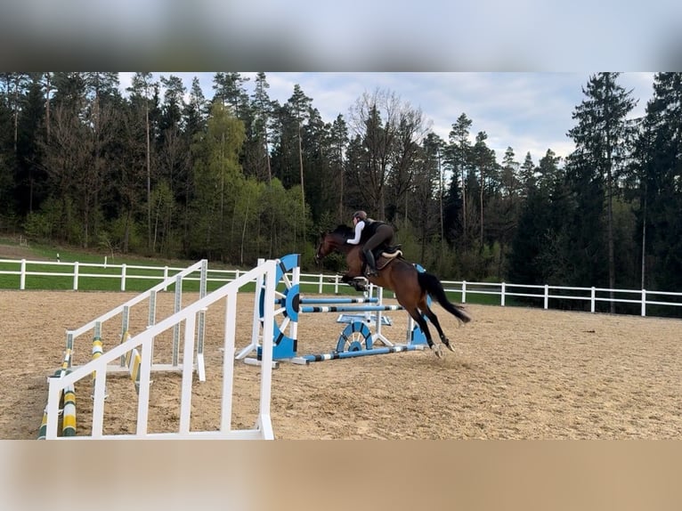 Purosangue inglese Castrone 9 Anni 166 cm Baio in Bayreuth