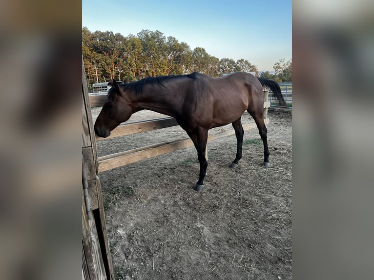 Purosangue inglese Castrone 9 Anni 166 cm Baio ciliegia in Roscoe