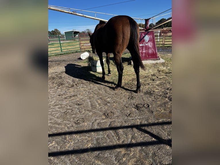 Purosangue inglese Castrone 9 Anni 166 cm Baio ciliegia in Roscoe