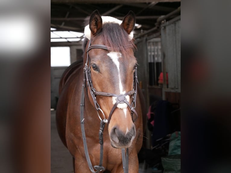 Purosangue inglese Castrone 9 Anni 167 cm Baio scuro in Mannheim Seckenheim