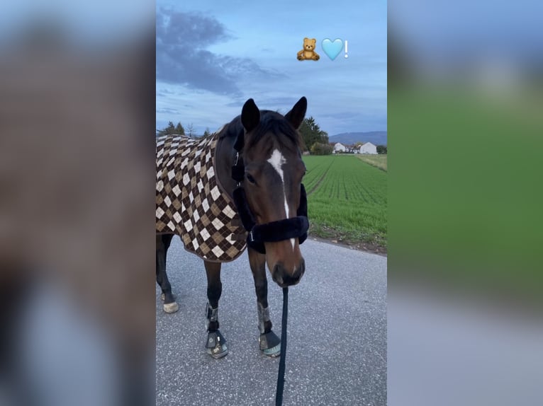 Purosangue inglese Castrone 9 Anni 167 cm Baio scuro in Mannheim