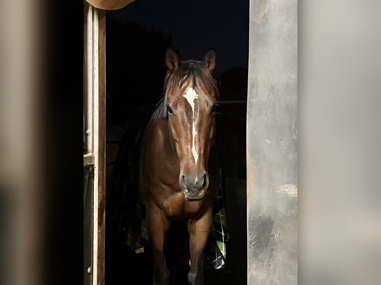 Purosangue inglese Castrone 9 Anni 167 cm Baio scuro in Mannheim