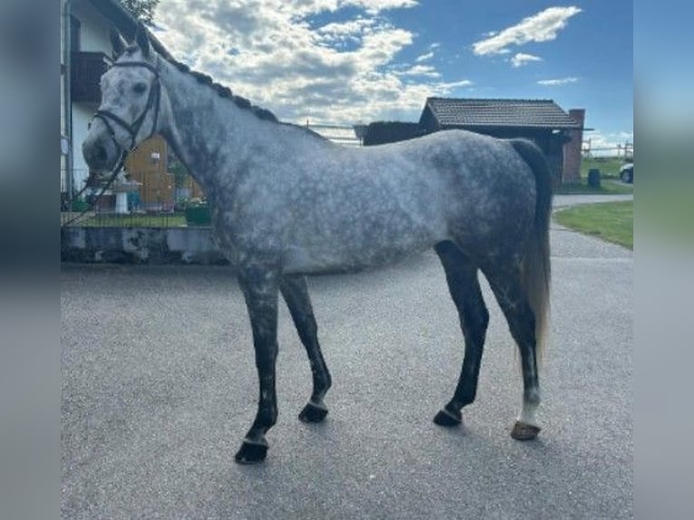 Purosangue inglese Castrone 9 Anni 167 cm Grigio trotinato in Helpfau-Uttendorf