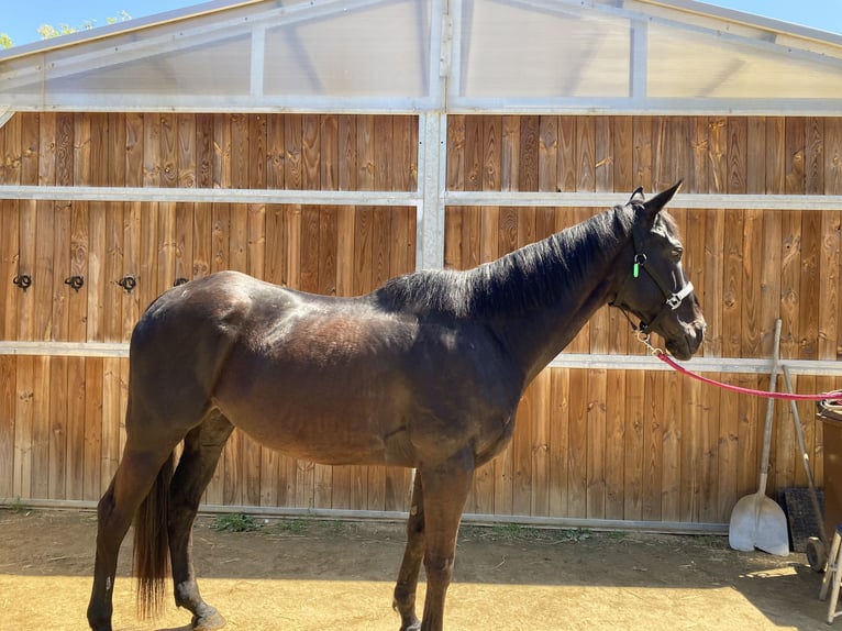 Purosangue inglese Castrone 9 Anni 170 cm Baio scuro in Santa Susanna