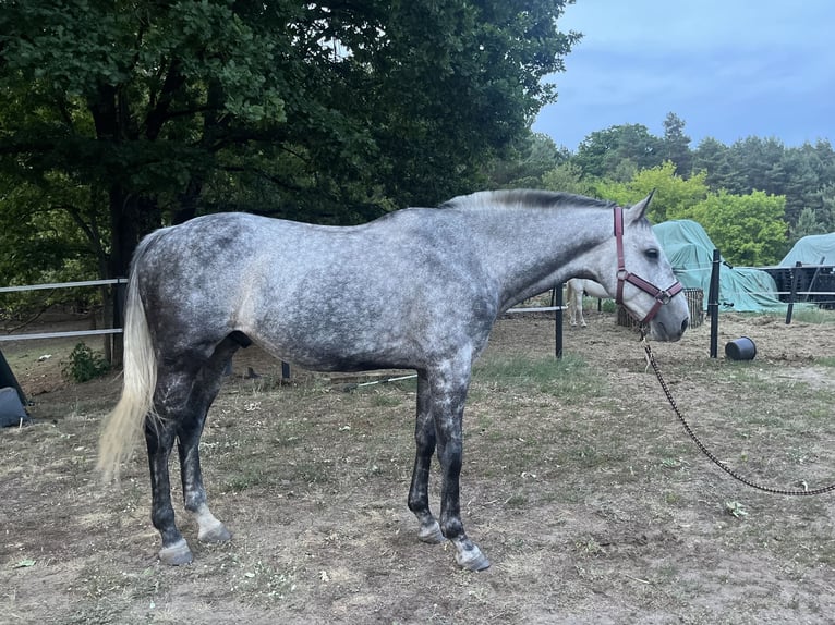 Purosangue inglese Mix Castrone 9 Anni 172 cm Grigio in Rudnica