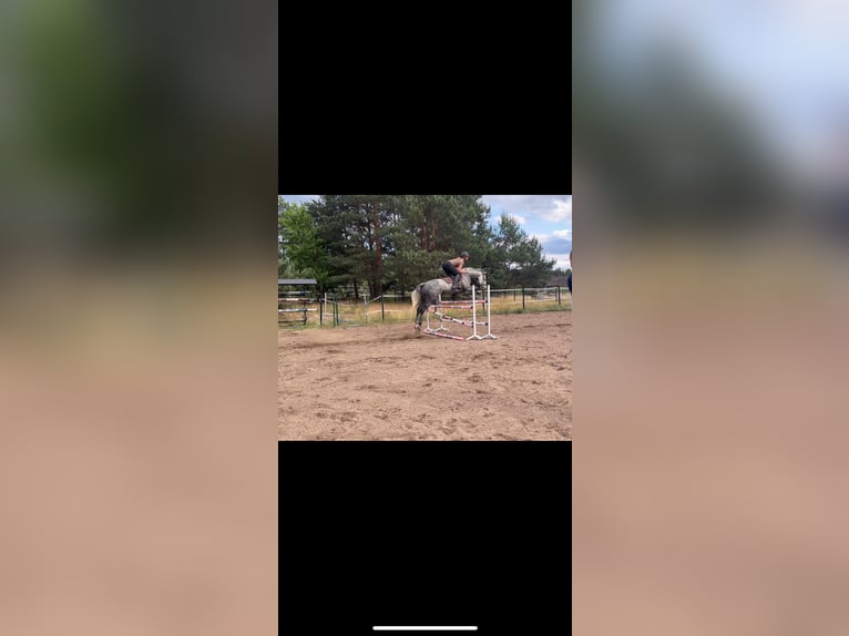 Purosangue inglese Mix Castrone 9 Anni 172 cm Grigio in Rudnica