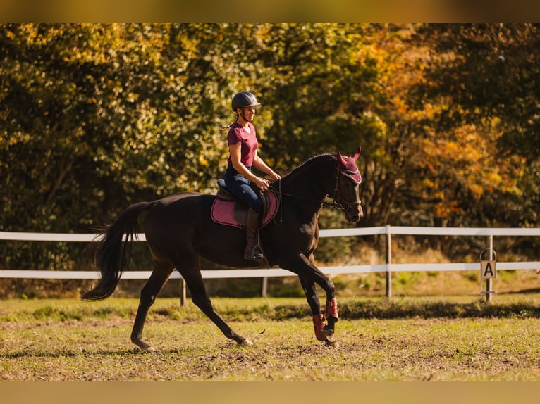 Purosangue inglese Castrone 9 Anni 173 cm Baio nero in Breskens