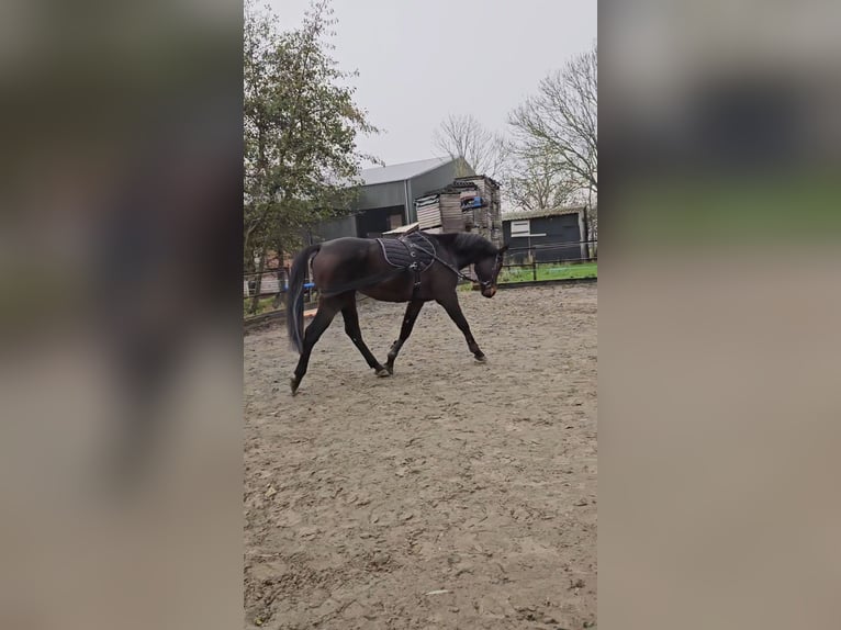 Purosangue inglese Castrone 9 Anni 173 cm Baio nero in Breskens