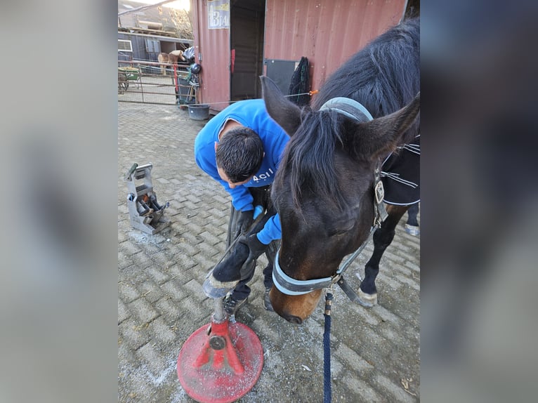 Purosangue inglese Castrone 9 Anni 173 cm Baio nero in Breskens
