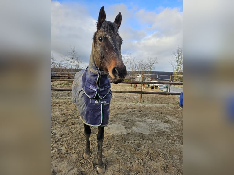 Purosangue inglese Castrone 9 Anni 173 cm Baio nero in Breskens