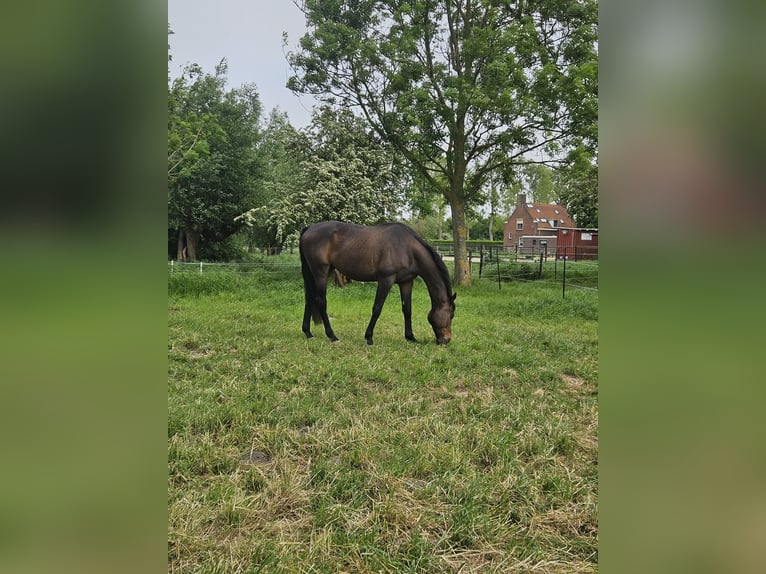 Purosangue inglese Castrone 9 Anni 173 cm Baio nero in Breskens