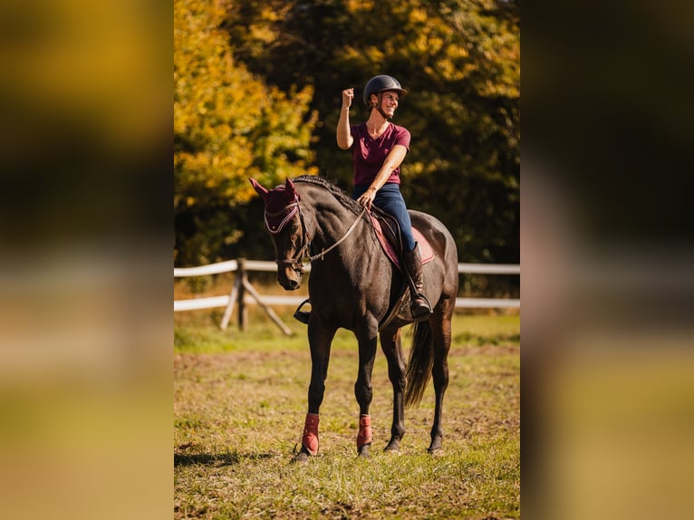 Purosangue inglese Castrone 9 Anni 173 cm Baio nero in Breskens