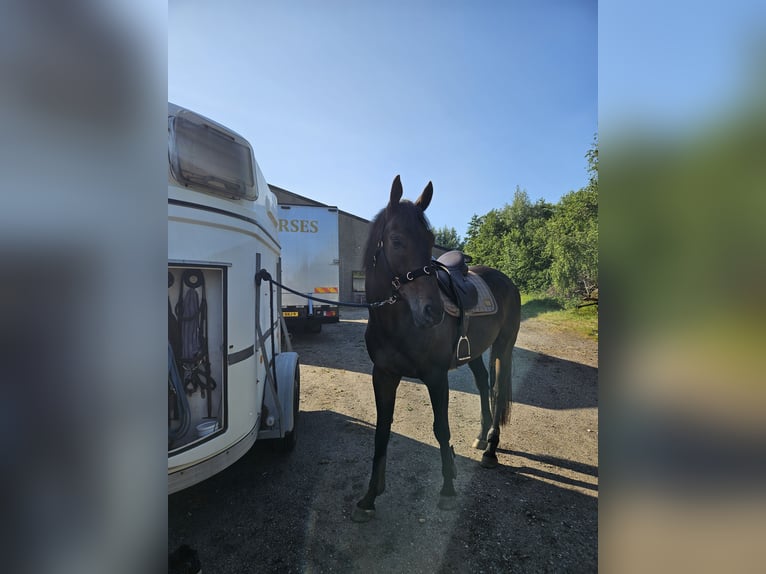 Purosangue inglese Castrone 9 Anni 173 cm Baio nero in Breskens