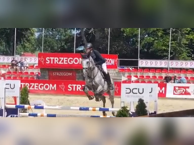 Purosangue inglese Castrone 9 Anni 173 cm Grigio in Baborówko