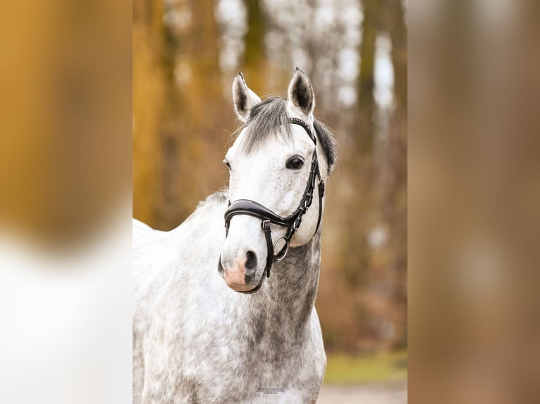 Purosangue inglese Castrone 9 Anni 173 cm Grigio in Baborówko
