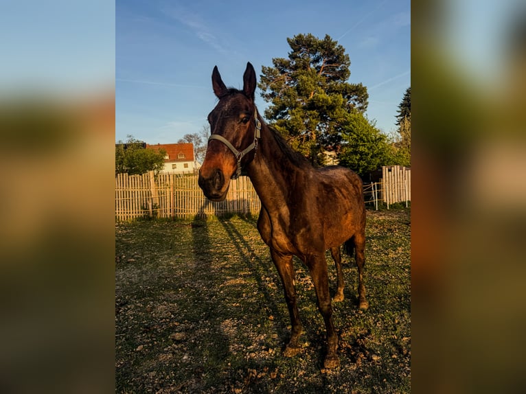 Purosangue inglese Castrone 9 Anni 180 cm Baio in Schadeleben