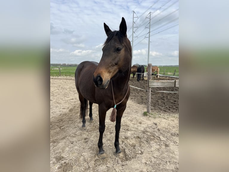 Purosangue inglese Giumenta 10 Anni 153 cm Baio in Spaarndam