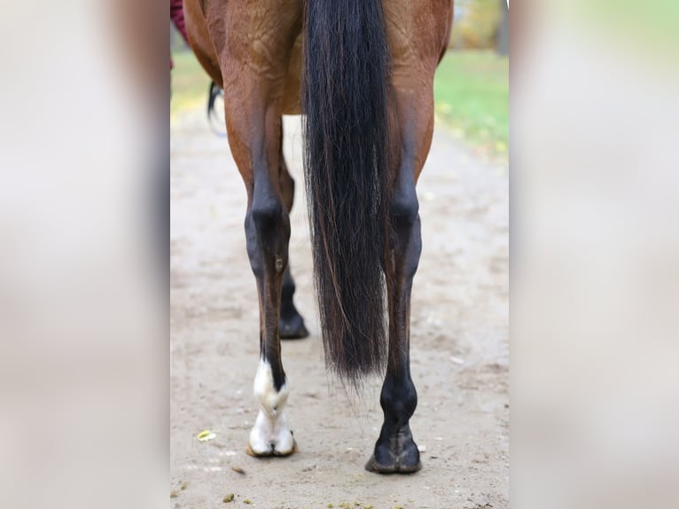 Purosangue inglese Giumenta 10 Anni 158 cm Baio in Torgau OT Graditz