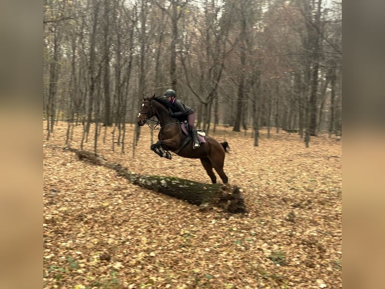 Purosangue inglese Giumenta 10 Anni 158 cm Baio in Świerklany