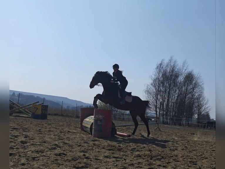 Purosangue inglese Giumenta 10 Anni 158 cm Baio in Świerklany