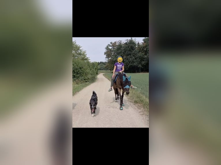 Purosangue inglese Giumenta 10 Anni 160 cm Baio in Mainburg