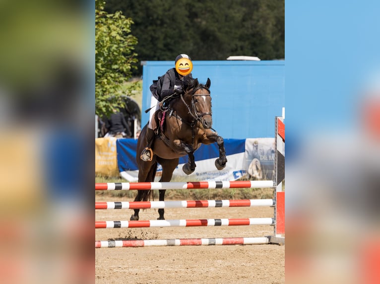 Purosangue inglese Giumenta 10 Anni 160 cm Baio in Mainburg