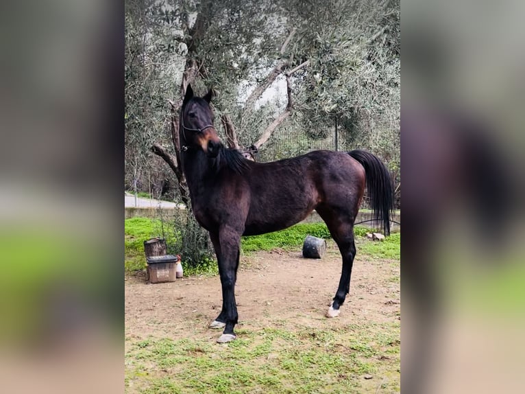 Purosangue inglese Giumenta 10 Anni 160 cm Baio scuro in Lesbos