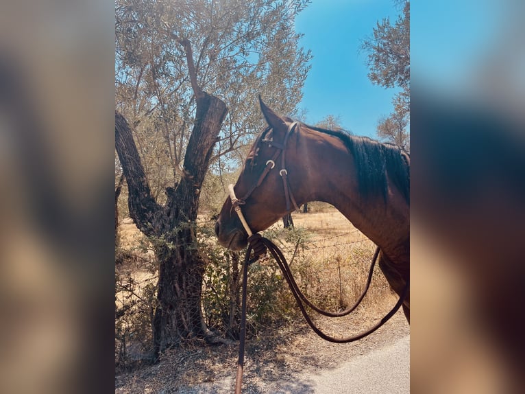 Purosangue inglese Giumenta 10 Anni 160 cm Baio scuro in Lesbos