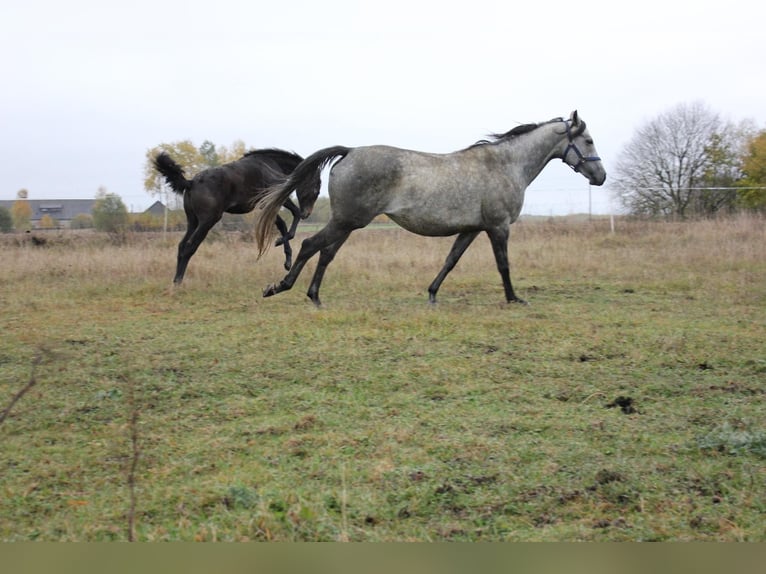 Purosangue inglese Giumenta 10 Anni 160 cm Grigio in Alytus