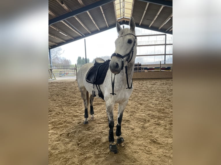 Purosangue inglese Giumenta 10 Anni 160 cm Grigio trotinato in Elsoff