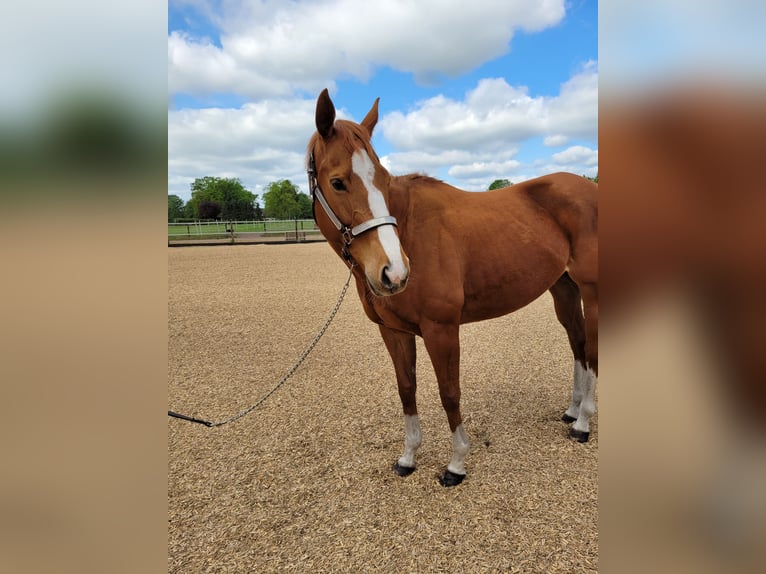 Purosangue inglese Giumenta 10 Anni 160 cm Sauro in Emtinghausen