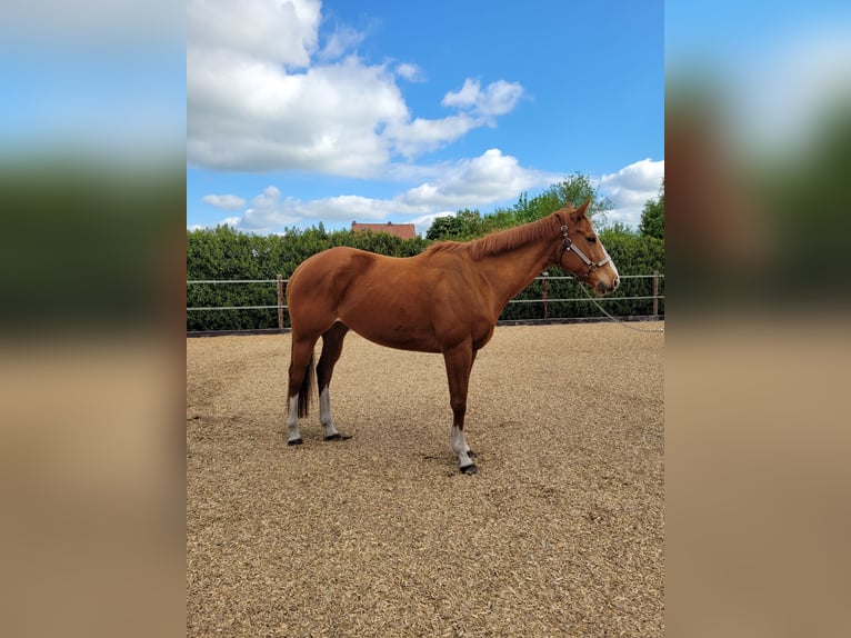 Purosangue inglese Giumenta 10 Anni 160 cm Sauro in Emtinghausen
