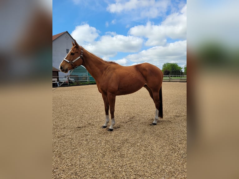 Purosangue inglese Giumenta 10 Anni 160 cm Sauro in Emtinghausen