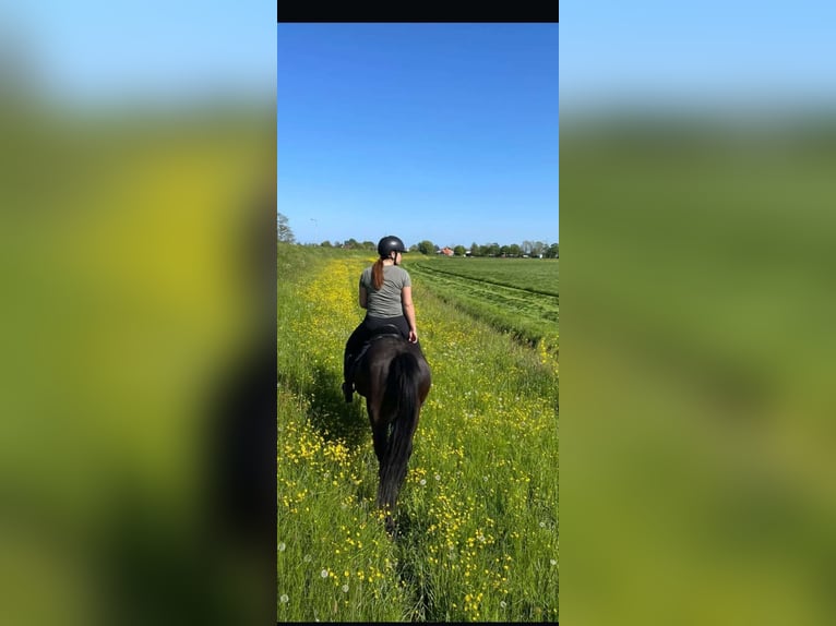 Purosangue inglese Giumenta 10 Anni 161 cm Baio scuro in Grootschermer