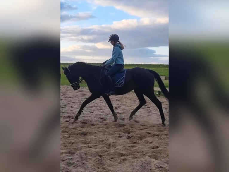 Purosangue inglese Giumenta 10 Anni 161 cm Baio scuro in Grootschermer