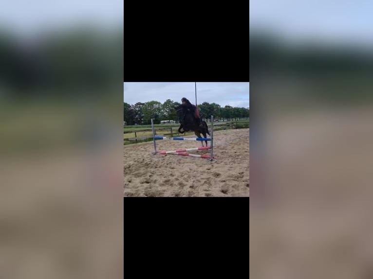 Purosangue inglese Giumenta 10 Anni 161 cm Baio scuro in Grootschermer