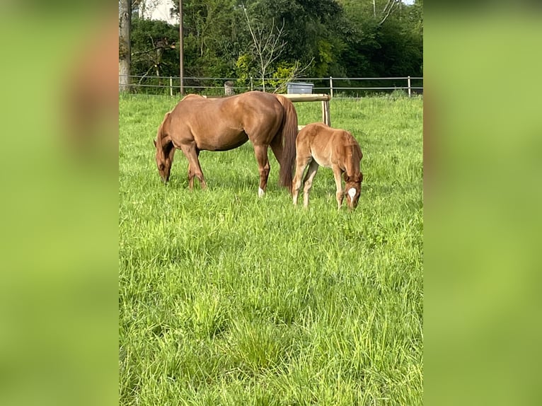 Purosangue inglese Giumenta 10 Anni 162 cm Sauro in Iffezheim