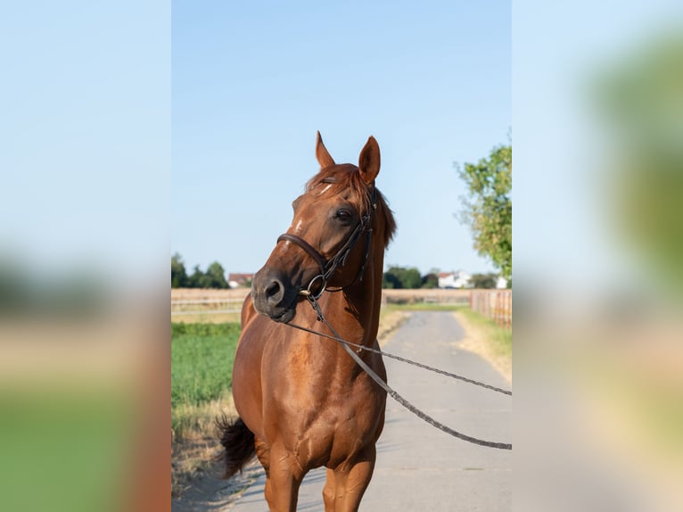 Purosangue inglese Giumenta 10 Anni 162 cm Sauro in Wernau